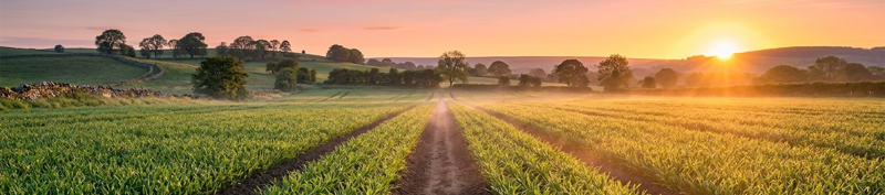 Fields in the early morning