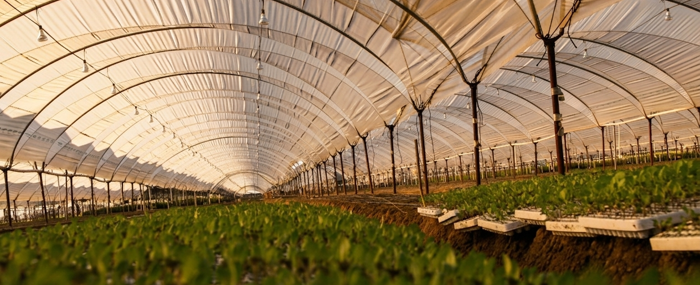 Green house